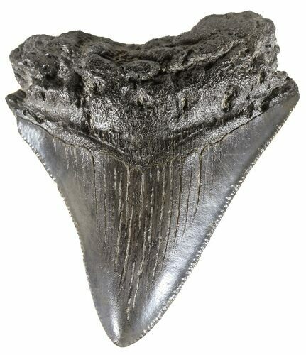 Juvenile Megalodon Tooth - South Carolina #54138